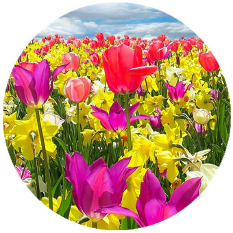 Embracing the Energies of Spring to enhance your Health & Wellness - London Herts Essex - QI GONG