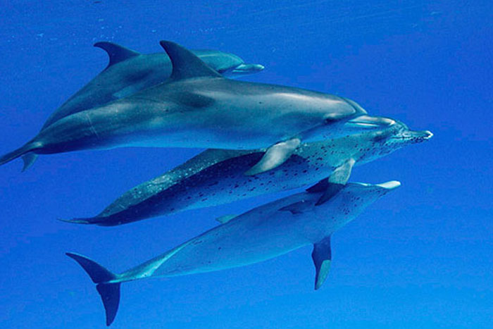 Hawaii Retreat image