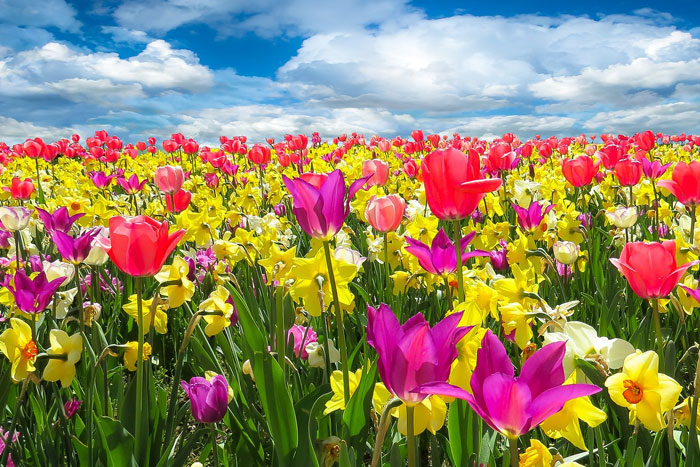 TAI CHI as a path to enhance Health & Wellness - London Herts Essex - TAI CHI